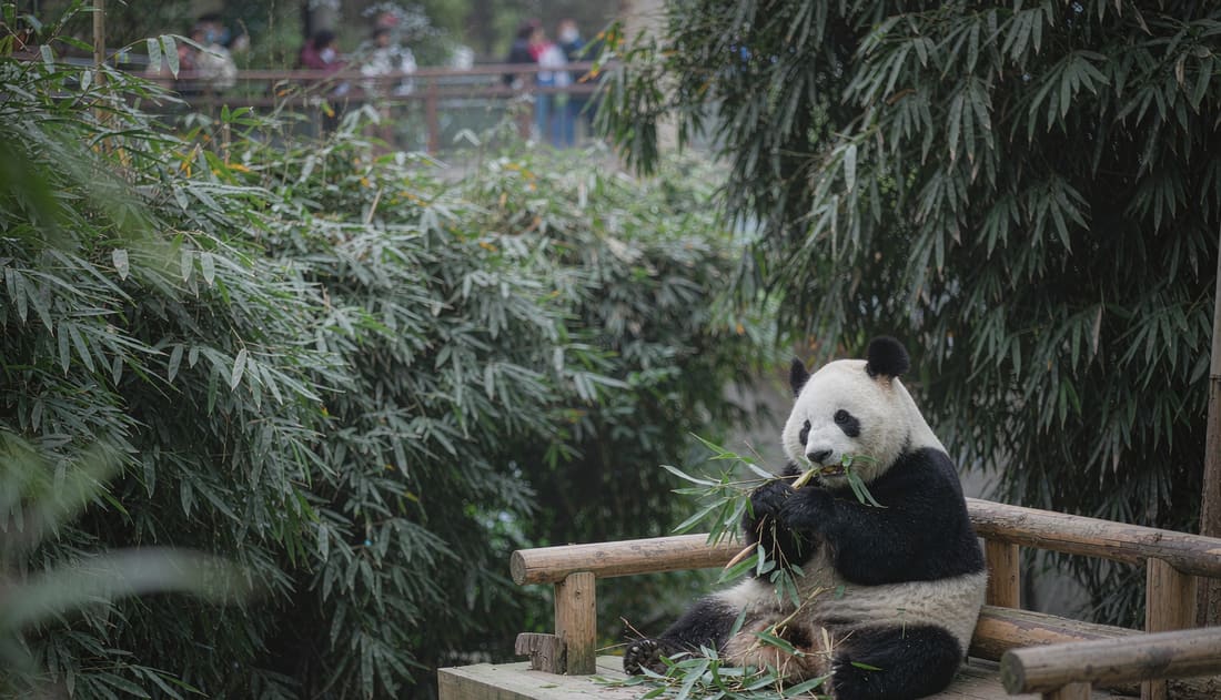 Panda gigante comiendo bambú en la base de investigación de Chengdu